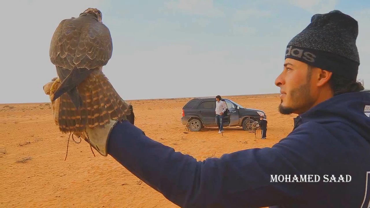 مهرجان  المدعا او التلواح للصقور في مدينة الزنتان ,, ليبيا،،