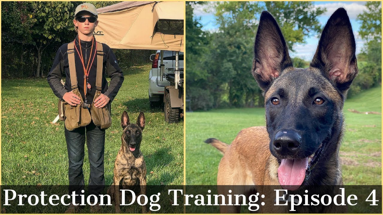 Teaching My Son To Train Protection Dogs Episode 4 Malinois & Dutch