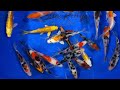 4-5" Premium Grade Koi from Blue Ridge Koi