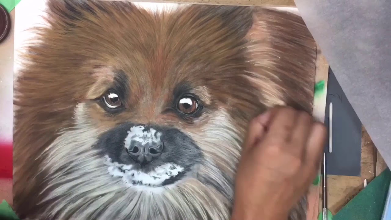 Speed paint drawing dog in pastels using pastel pencils and pan pastels YouTube