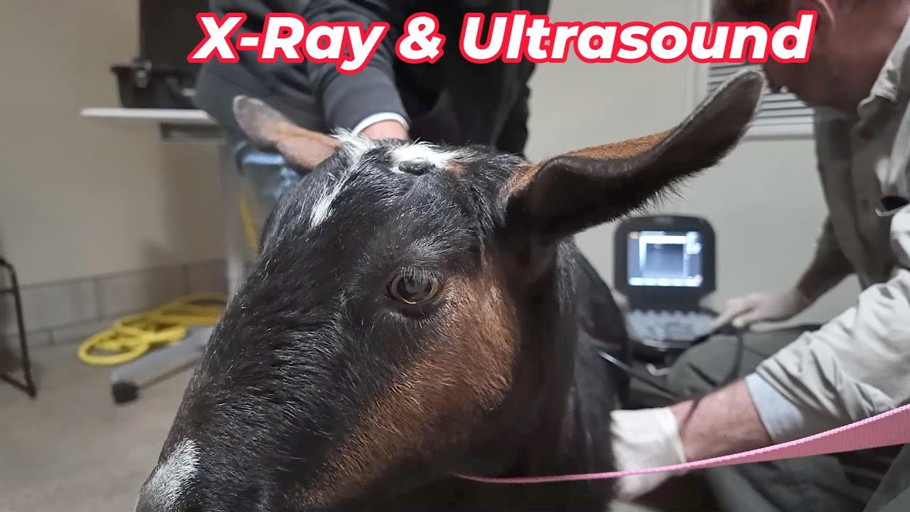 Our Goat Gets An X-Ray and Ultrasound - YouTube