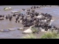 Wild Mara River Crossing 2