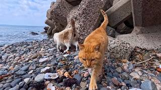 防波堤の下の海辺へ…テトラポットの隙間から猫がモフられに出てきた