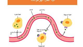 خصائص الهرمونات