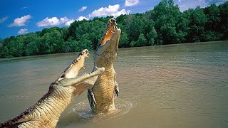 Alligator Vs Crocodile