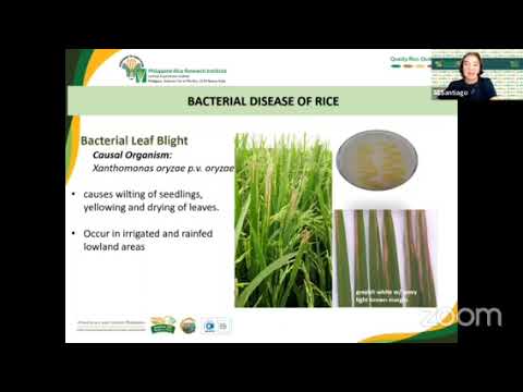 Video: Bacterial Leaf Spot Disease - Ano ang Nagdudulot ng Bacterial Leaf Spot