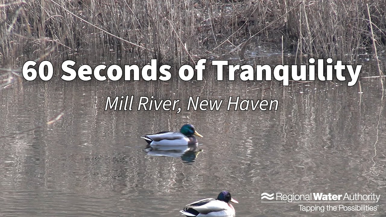 60 Seconds of Tranquility Mill River, New Haven YouTube