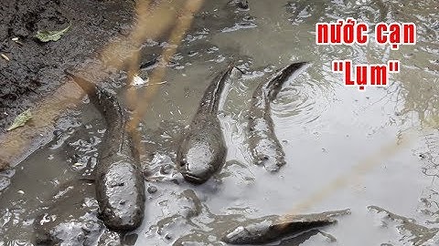 Bắt cá rô,  cá lóc mắc cạn trên ruộng lúa chín | Catch perch, snakehead fish on the field