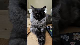 Look At This Distinguished Gentleman very Demure hakiboy catshorts fyp youtubeshorts