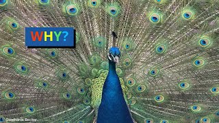 Famous Why Did Life Evolve to Become so Colorful? Net Worth