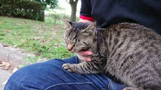 久しぶりに会ったけど、野良猫達はあたたかく歓迎してくれた！