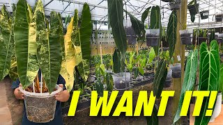 Exotic Plants with Crazy Prices! Ecuagenera USA Store Tour
Recently, ECUAGENERA USA (Apopka, FL) had an open house where they had 30% off plants. However, I couldnt make it in time so there wasnt much of a selection. However, the place is still packed with plants. In the comment section of the open house a lot of people asked how much plants were, so I decided to visit the green house and show you a lot of the prices.
ECUAGENERA USA
3600 Plymouth Sorrento Rd, Apopka, FL 32712
Instagram : JimmyGimbal
Camera used in this video : DJI Pocket 3 & DJI Mini 3 Pro
My Main Camera : https://amzn.to/2OtcHko Exotic Plants with Crazy Prices! Ecuagenera USA Store Tour