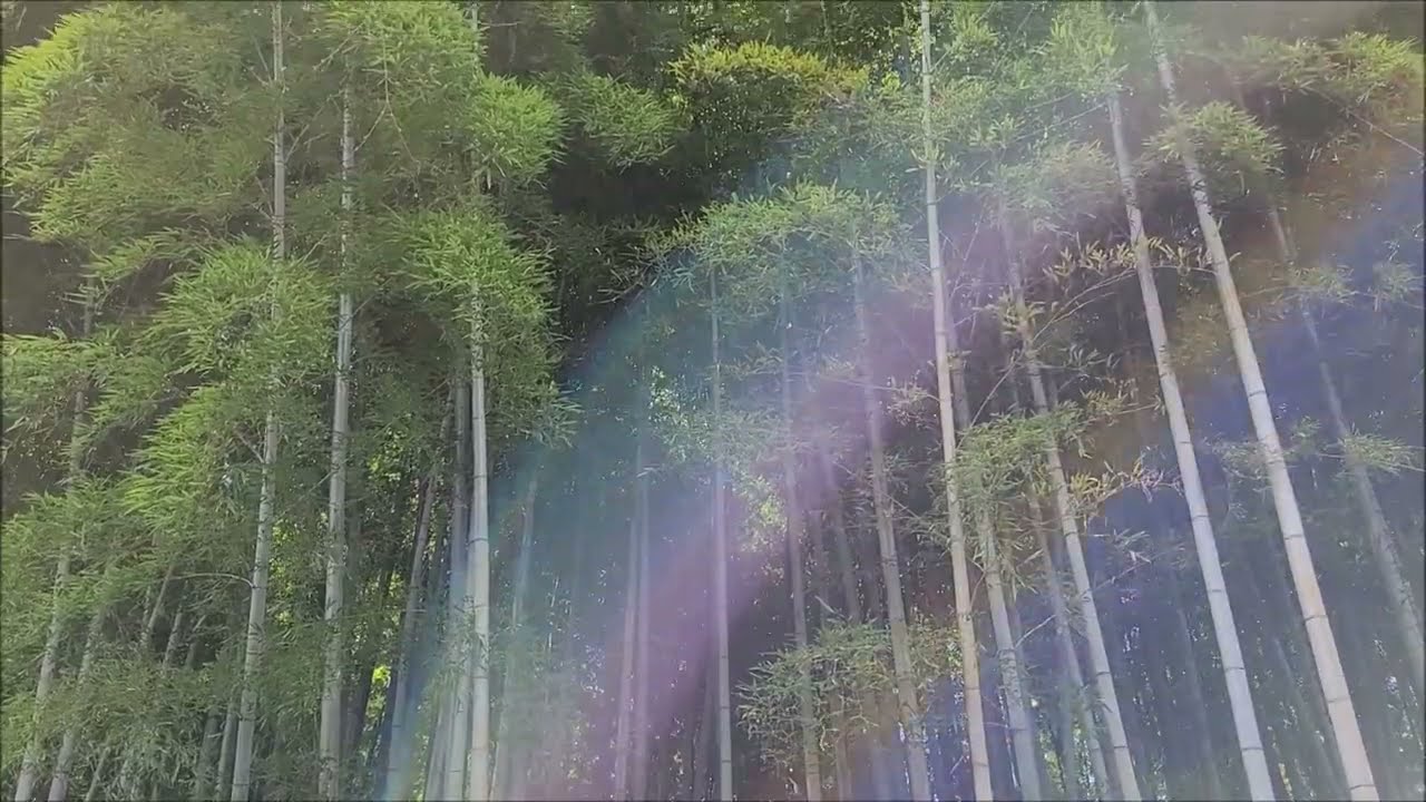 Bambuswald in Kyoto 🎋 || Japan Vlog Teil 7 🇯🇵