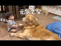 別れを惜しみあう大型犬と赤ちゃん。