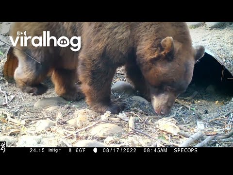Bear Climbs Into Culvert Pipe || ViralHog