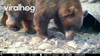 Bear Climbs Into Culvert Pipe || ViralHog