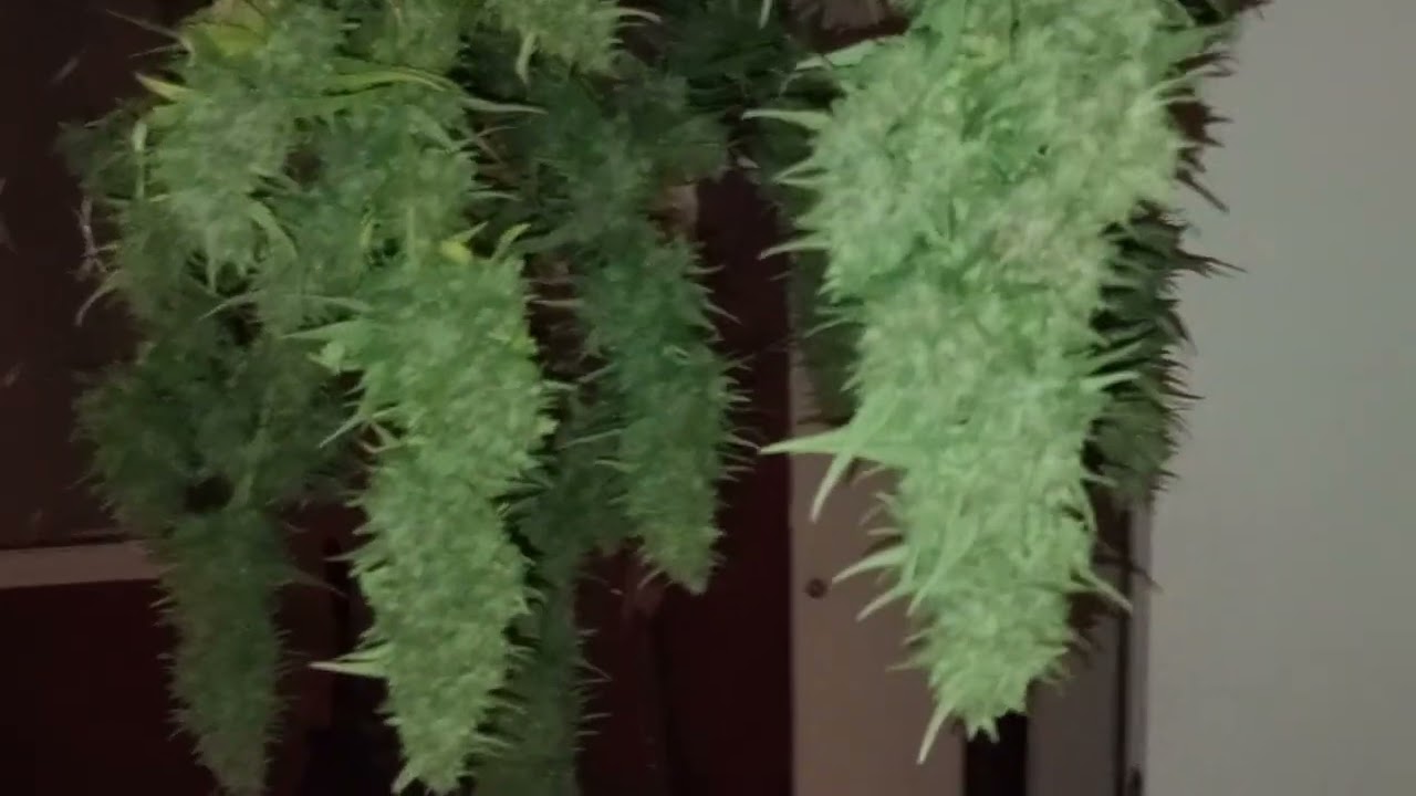 Season 3 episode 18// 10/10/2023 Harvested the Grape OG today!! Organic outdoor marijuana!