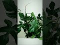 PHILODENDRON SQUAMIFERUM SHOWER TIME #plants #houseplants #plantshorts #costafarms #shortsfeed