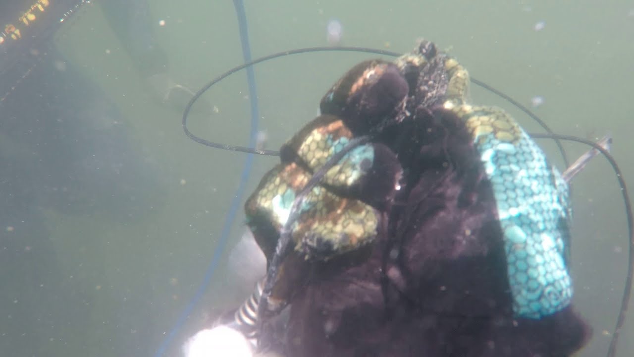 Spearfishing Drum at the Indian River Inlet