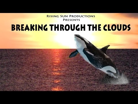 Breaking Through The Clouds - Tokitae’s Sad Story