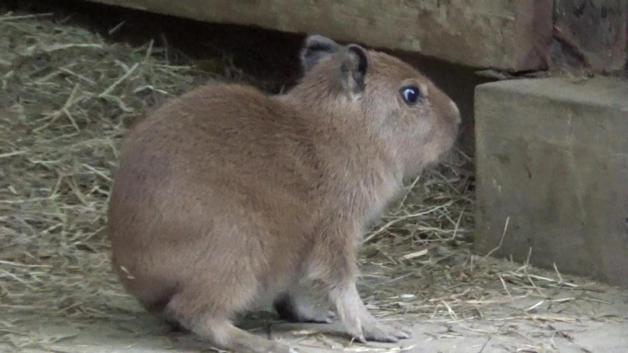 カピバラの赤ちゃんたちが可愛い❤ Cute capybara babies #616 【Cute