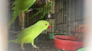 Ringneck parrot eating by hand | Green parakeet 🦜👌 | #parrot #parakeet #youtubevideo #video #pet