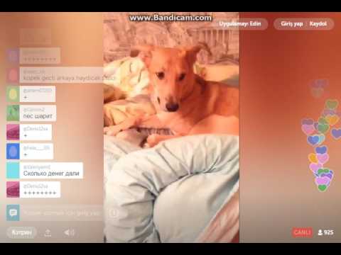 Köpeğe Kendisini Yalatan Kız Periscope