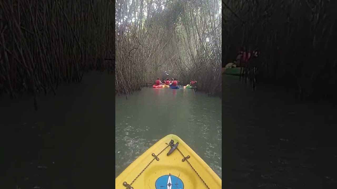 Deep Dive into The Mangrove Forests of Varkala - Kayaking..!