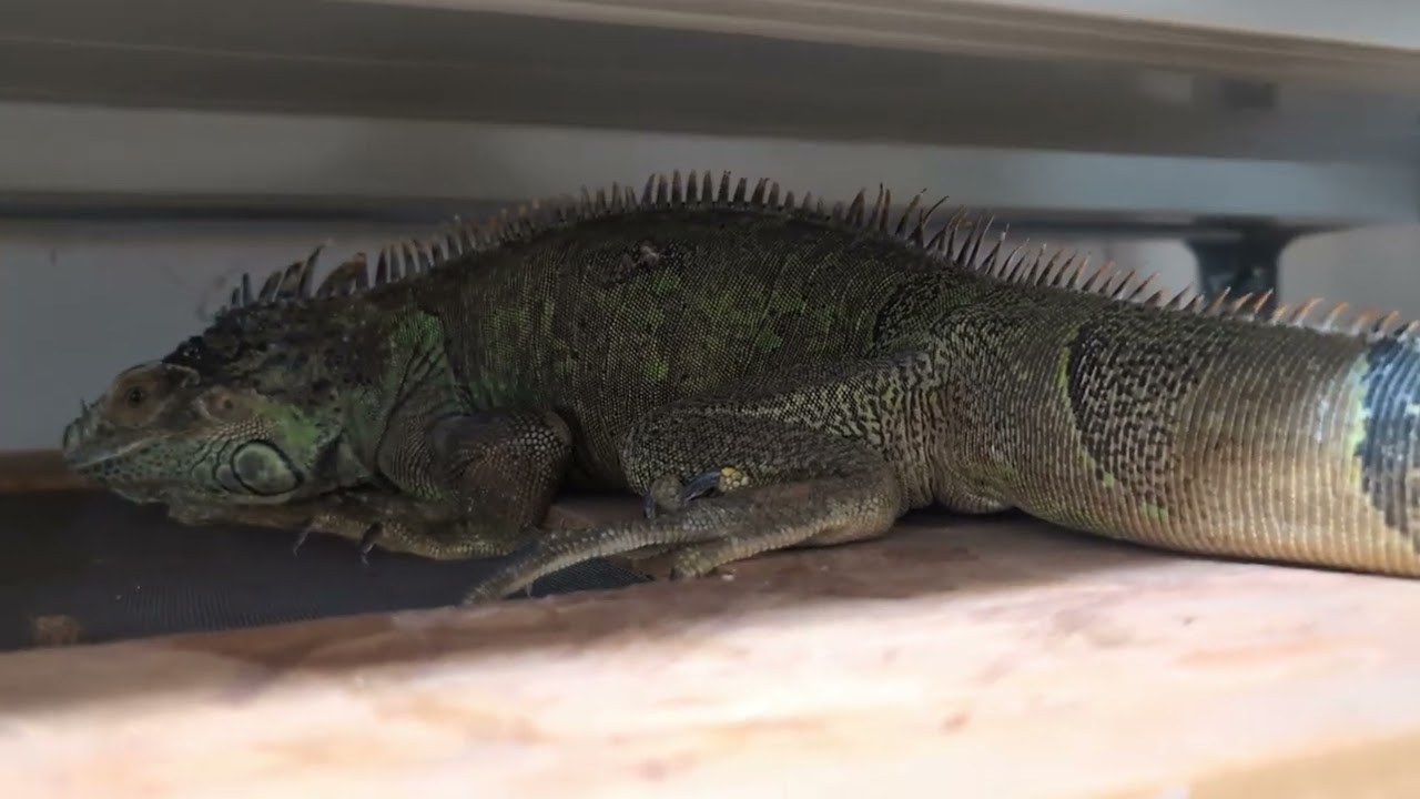 モニターやイグアナを飼う時をアダルトのサイズをちゃんと確認してから