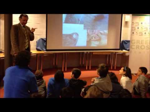 Video: Plasmosauri Dell'Antartide - Visualizzazione Alternativa