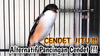 Pancingan alternatif suara burung cendet || auto langsung gacor