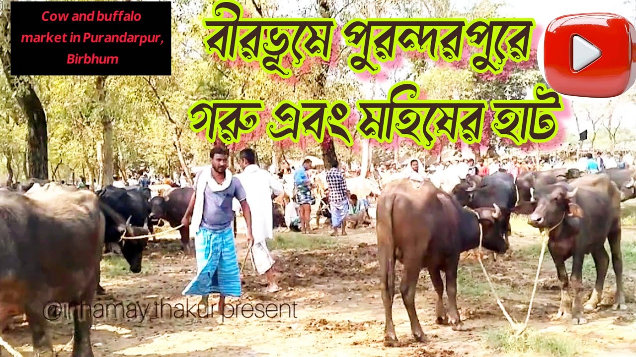 বীরভূমের পুরন্দরপুর গরুর হাট পাইকারি গরুর দলের ভীর || Birbhum's Purandarpur cow wholesaler's team