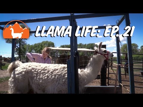 llama-haircuts-and-new-baby!---ep.21---llama-life