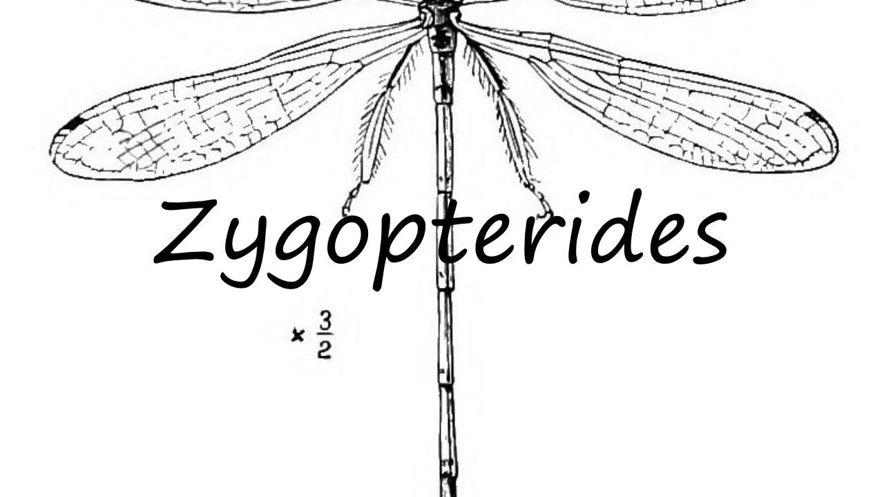 How to Pronounce Zygopterides?