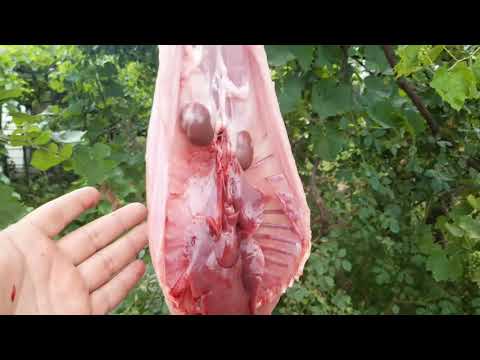 კბილები გაეზარდა .. სამწუხაროდ მომიწია მისი დაკვლა