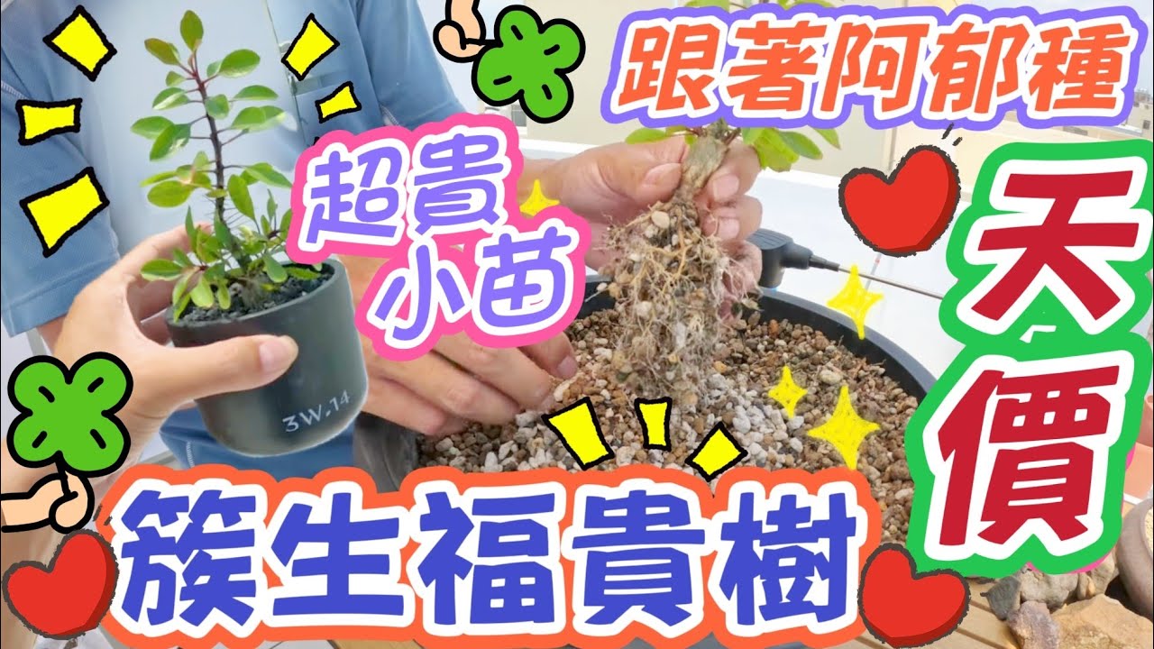 ［跟著阿郁種］幫簇生福貴樹換大盆#adenium#caudex#agave#succulent#plants#塊根植物#塊根#沙漠玫瑰#多肉植物#多肉#龍舌蘭#植物燈#花園#盆栽#盆景#園藝#花#潮流