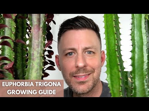 Video: Kas yra Maroko piliakalnio augalas – sužinokite apie augančius Maroko piliakalnius Euphorbias