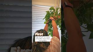 How to Propagate a Golden Pothos Plant  ⁣