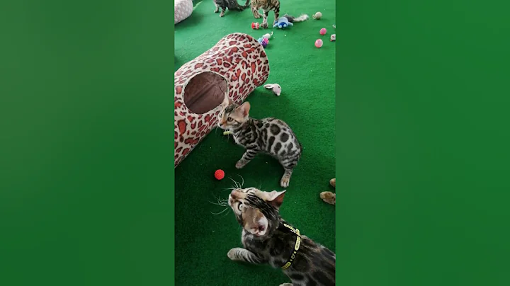 Watch the video about Fb/Bengal Cro Exotic Leopard