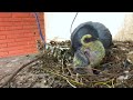 Amazing Bird Nest with Pigeons 🕊️ | Close-Up Nature Video Real Life Pigeon Nesting 🐦#birds