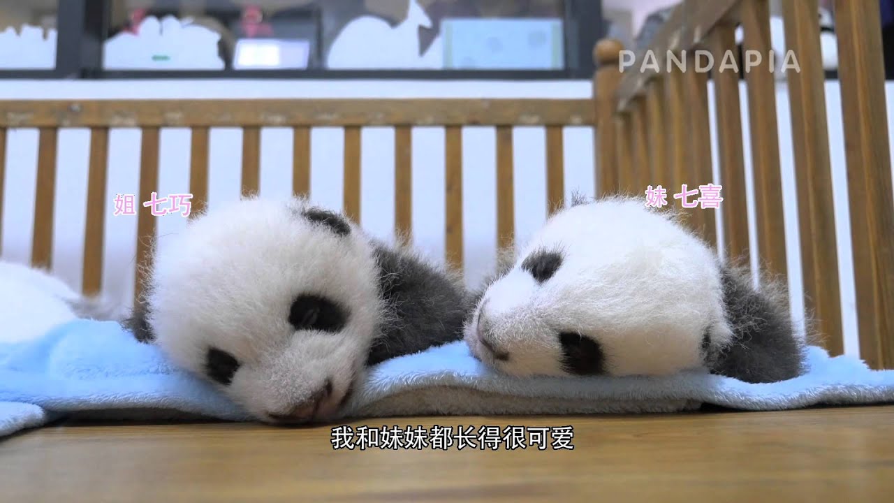 14级熊猫宝宝－七巧 - YouTube