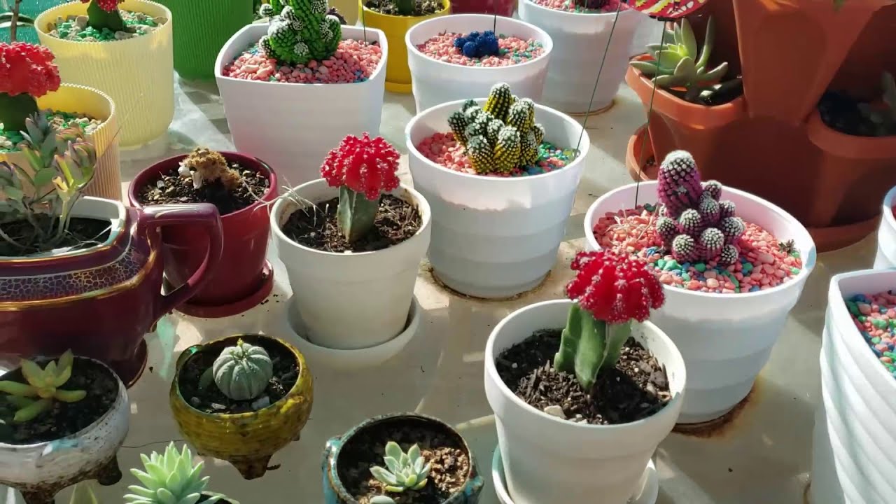 CACTUS/SUCCULENT AND AIR PLANTS - YouTube