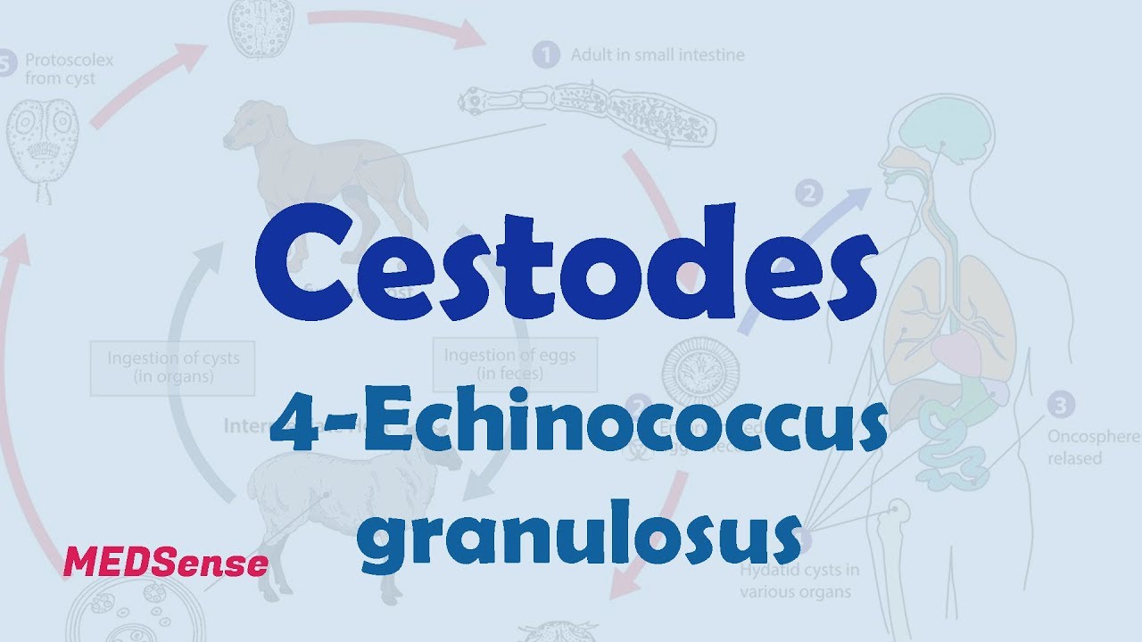 Echinococcus granulosus