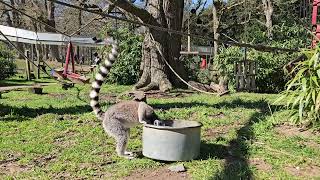 Funny Animals Beautiful Lemures Drinkig Water - Safari Park