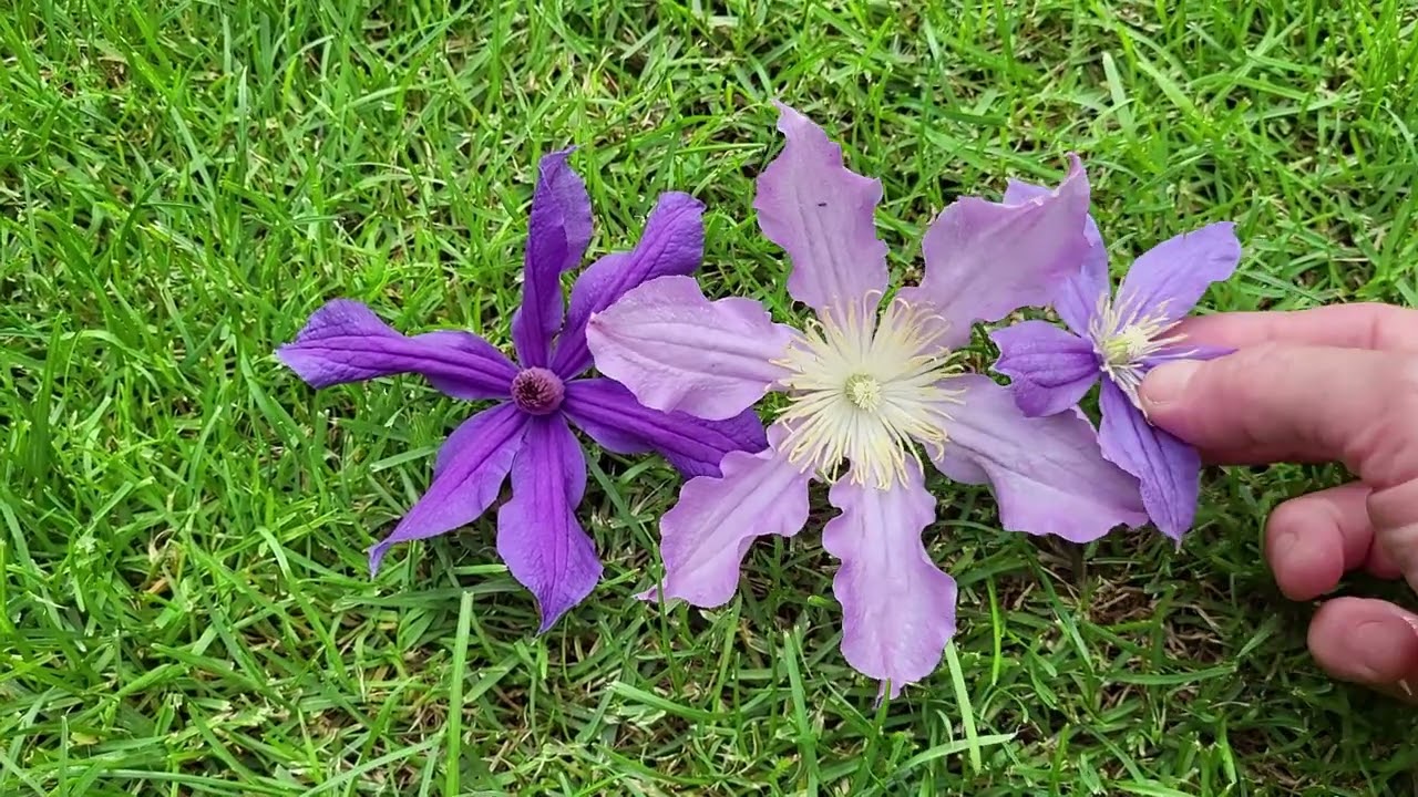 Красивые сочетания клематисов! Каталог растений. 89193271772 Макс,  Телеграм, Вацап. 