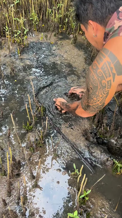 Mud Crab , gaint Mud Crab Catching #shorts #amazing #hunting #hun #fishing