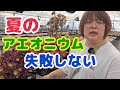 【多肉植物】【アエオニウム】夏のアエオニウムの育て方 2026年5月15日