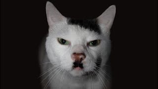 Adolf Kitler Sings Chipi Chipi Chapa Chapa Ai Cover