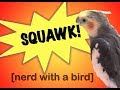 Cockatiels are loud! Watch this before getting a pet bird!