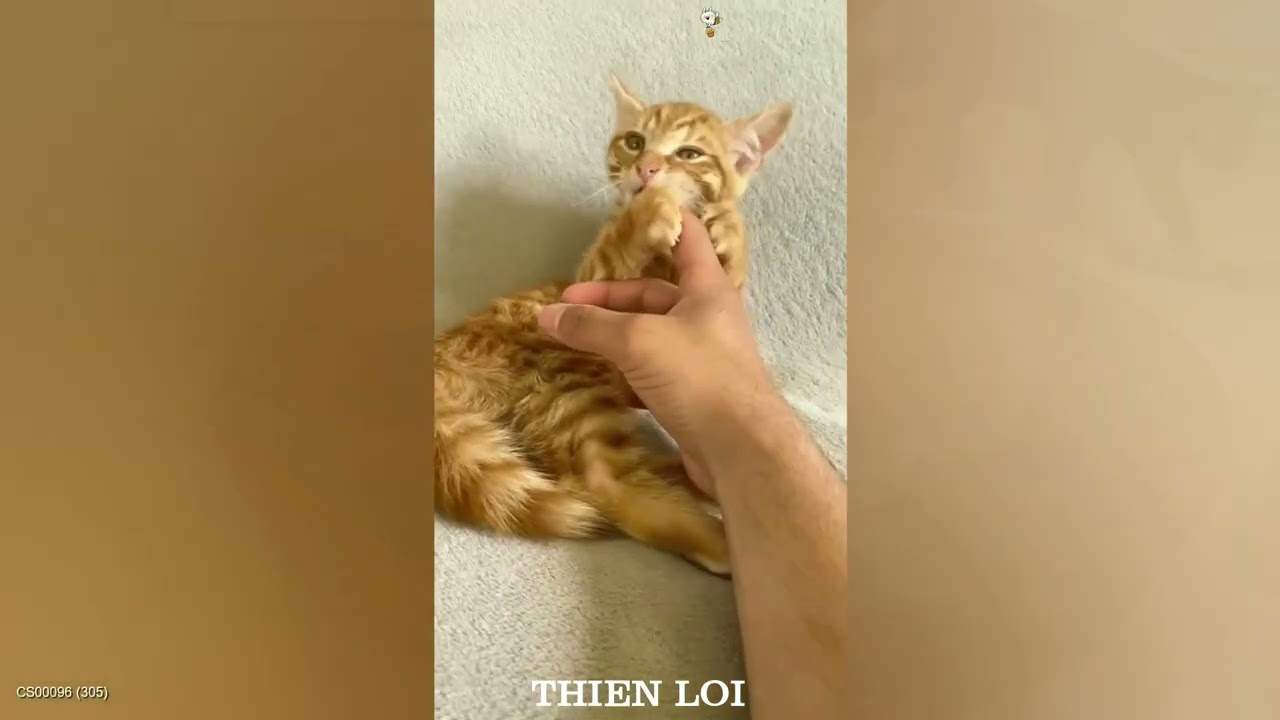 You Laugh You Lose 😹🐶 Funniest Cats and Dogs 2026 🙃 Part #02